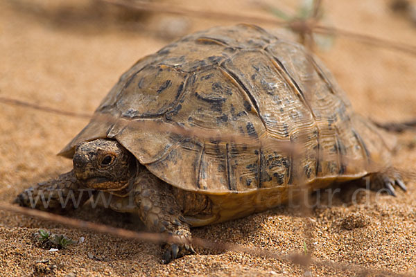 Maurische Landschildkröte (Testudo graeca)