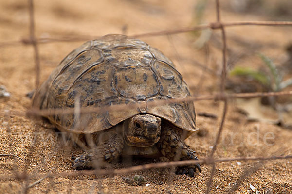 Maurische Landschildkröte (Testudo graeca)