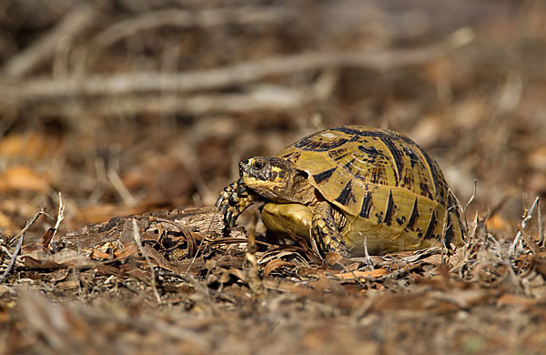 Maurische Landschildkröte (Testudo graeca)