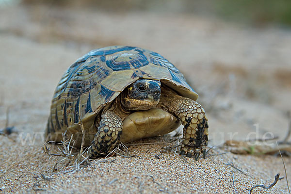 Maurische Landschildkröte (Testudo graeca)