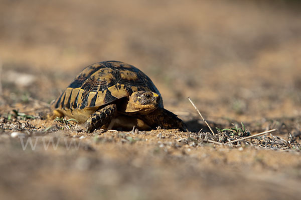 Maurische Landschildkröte (Testudo graeca)