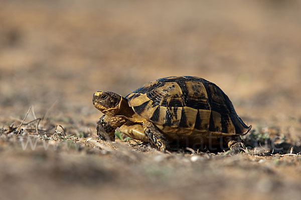 Maurische Landschildkröte (Testudo graeca)