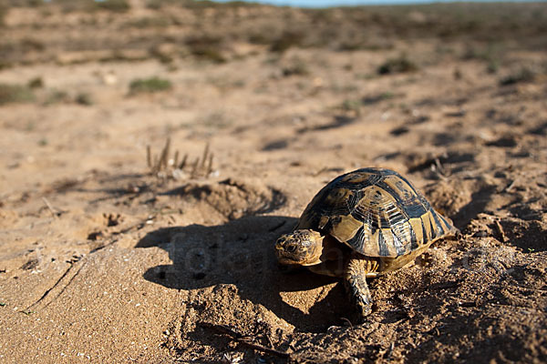 Maurische Landschildkröte (Testudo graeca)