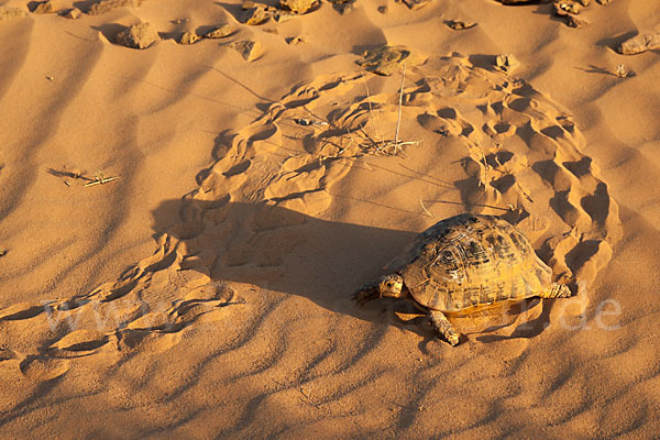 Maurische Landschildkröte (Testudo graeca)