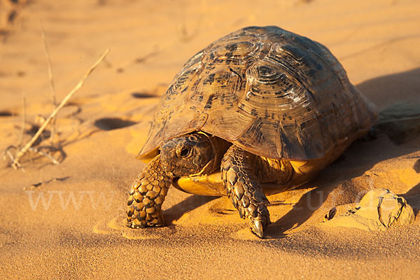 Maurische Landschildkröte (Testudo graeca)