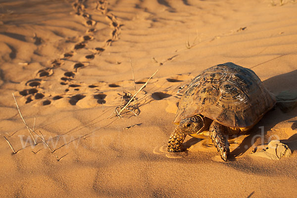 Maurische Landschildkröte (Testudo graeca)