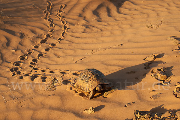 Maurische Landschildkröte (Testudo graeca)