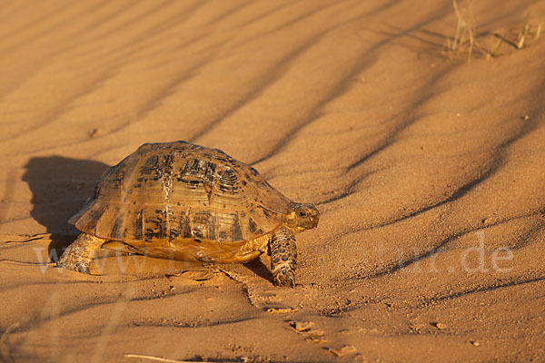 Maurische Landschildkröte (Testudo graeca)