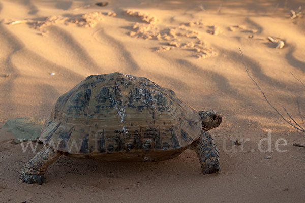 Maurische Landschildkröte (Testudo graeca)