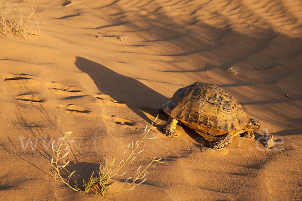 Maurische Landschildkröte (Testudo graeca)