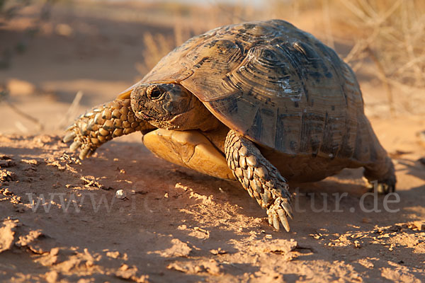 Maurische Landschildkröte (Testudo graeca)