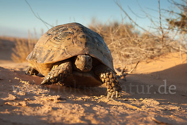 Maurische Landschildkröte (Testudo graeca)