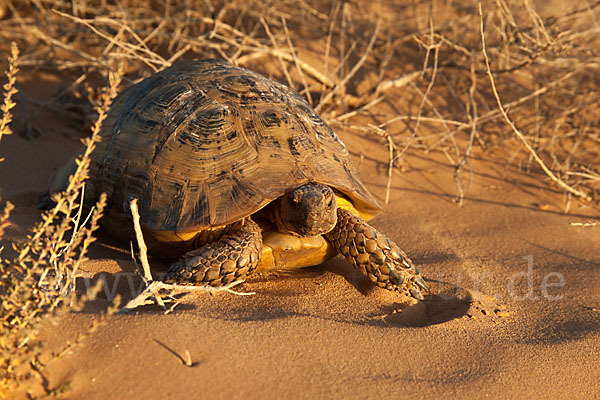 Maurische Landschildkröte (Testudo graeca)