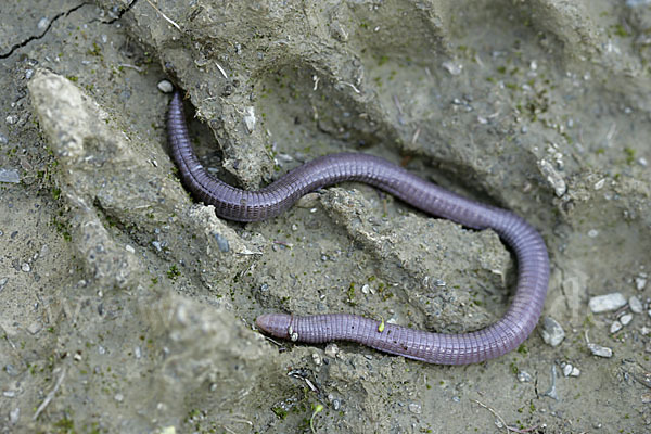 Maurische Netzwühle (Blanus cinereus)