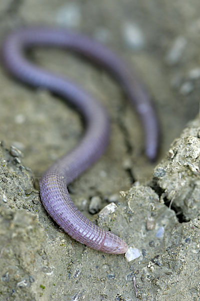 Maurische Netzwühle (Blanus cinereus)