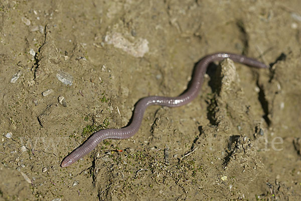 Maurische Netzwühle (Blanus cinereus)