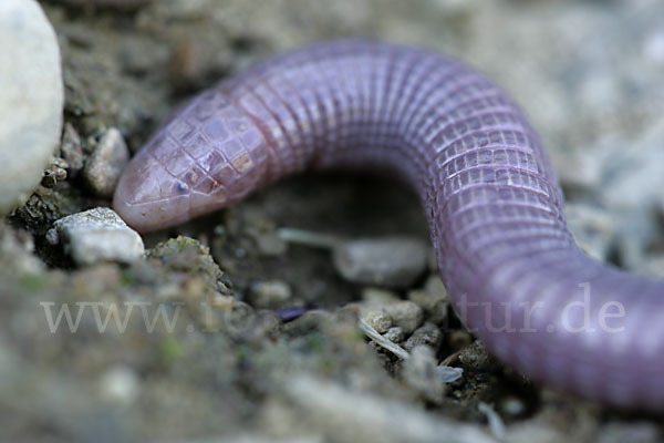 Maurische Netzwühle (Blanus cinereus)