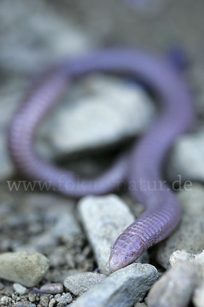 Maurische Netzwühle (Blanus cinereus)