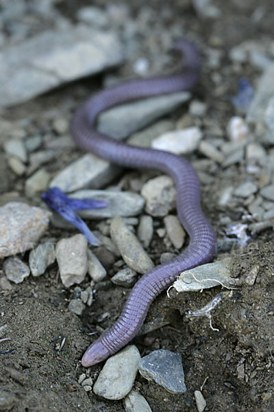 Maurische Netzwühle (Blanus cinereus)