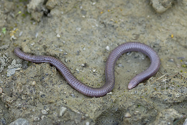 Maurische Netzwühle (Blanus cinereus)