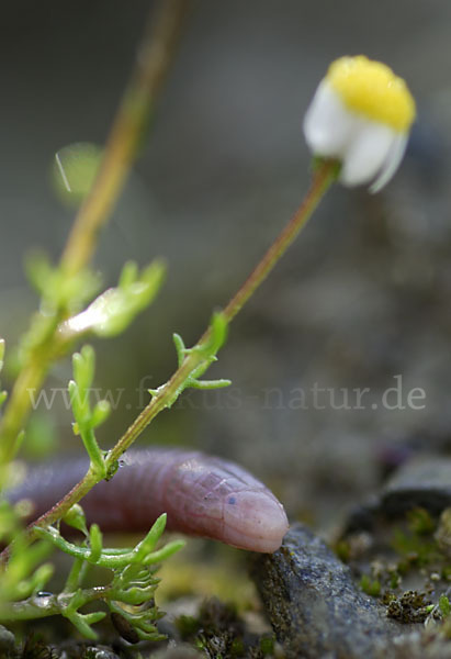 Maurische Netzwühle (Blanus cinereus)