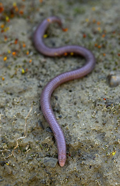 Maurische Netzwühle (Blanus cinereus)