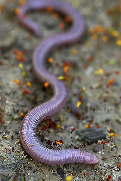 Maurische Netzwühle (Blanus cinereus)