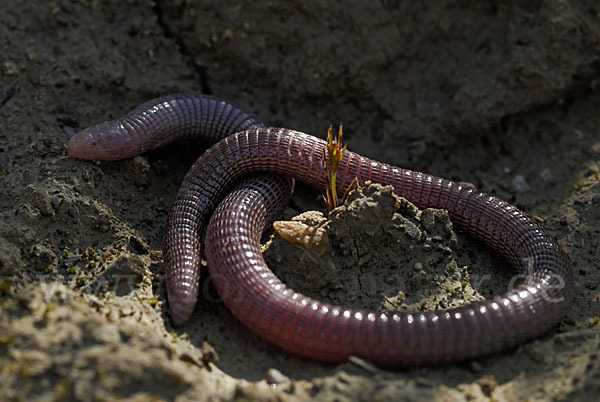 Maurische Netzwühle (Blanus cinereus)