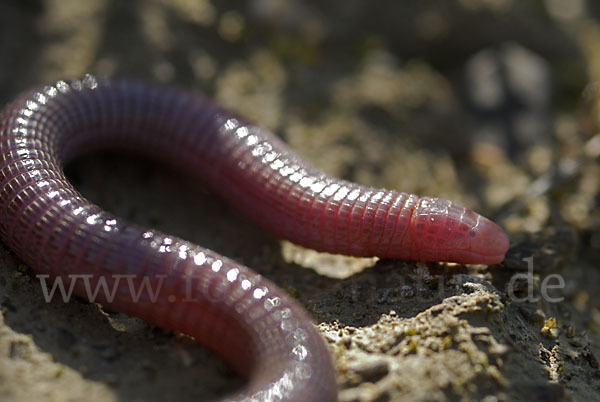 Maurische Netzwühle (Blanus cinereus)