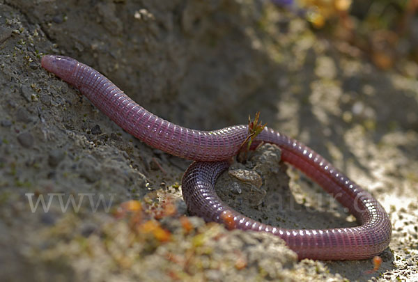 Maurische Netzwühle (Blanus cinereus)