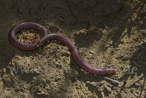 Maurische Netzwühle (Blanus cinereus)