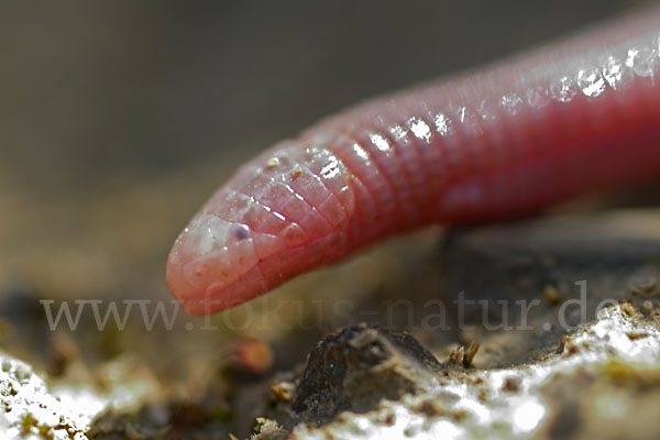 Maurische Netzwühle (Blanus cinereus)