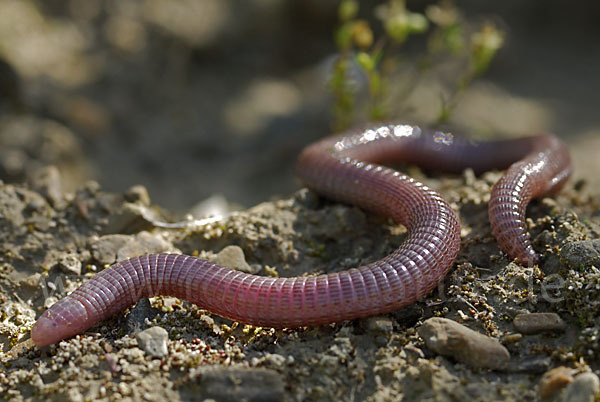 Maurische Netzwühle (Blanus cinereus)