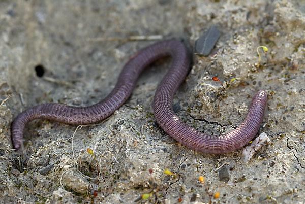 Maurische Netzwühle (Blanus cinereus)