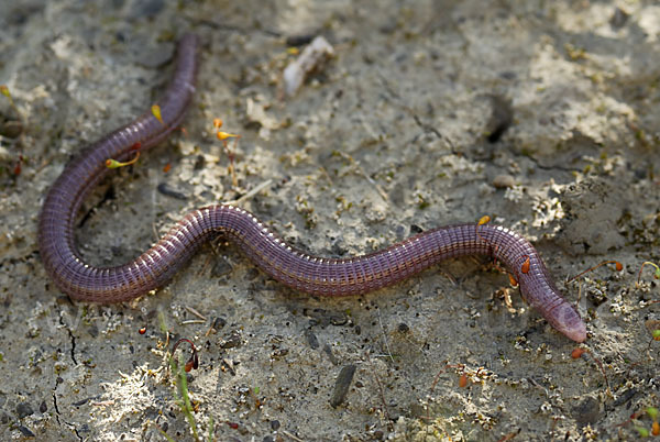 Maurische Netzwühle (Blanus cinereus)