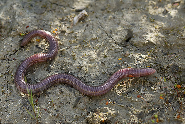 Maurische Netzwühle (Blanus cinereus)