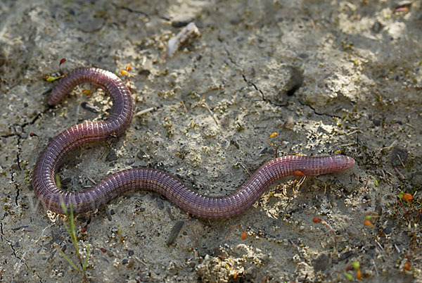 Maurische Netzwühle (Blanus cinereus)