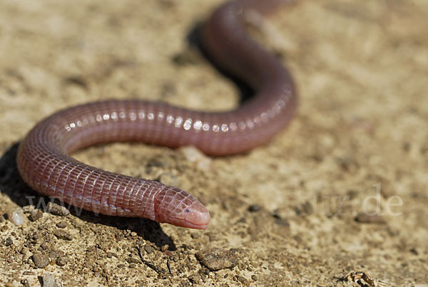 Maurische Netzwühle (Blanus cinereus)