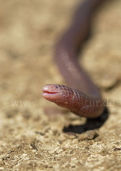 Maurische Netzwühle (Blanus cinereus)