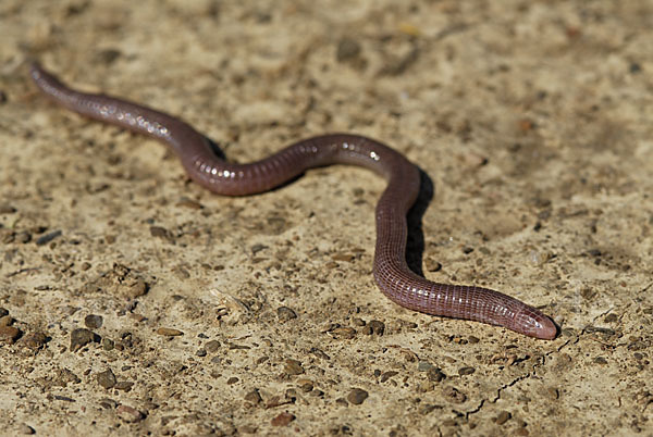 Maurische Netzwühle (Blanus cinereus)