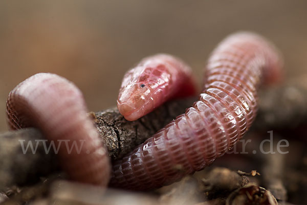 Maurische Netzwühle (Blanus cinereus)