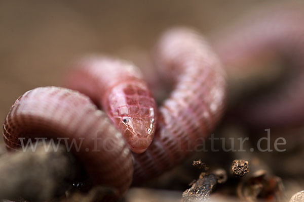 Maurische Netzwühle (Blanus cinereus)