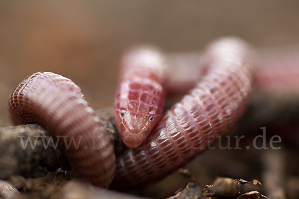 Maurische Netzwühle (Blanus cinereus)