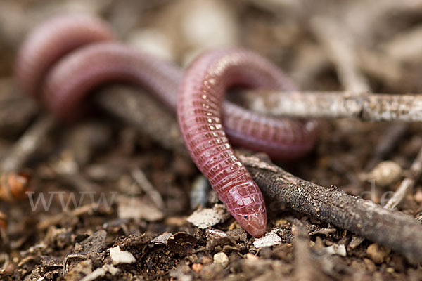 Maurische Netzwühle (Blanus cinereus)