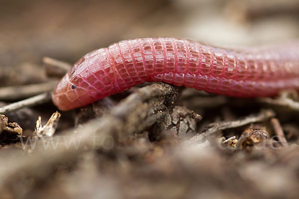 Maurische Netzwühle (Blanus cinereus)