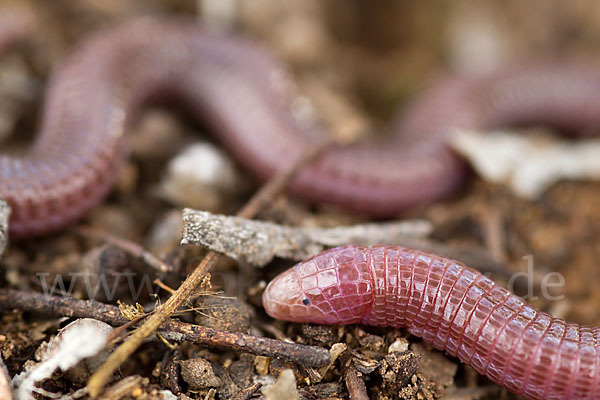 Maurische Netzwühle (Blanus cinereus)