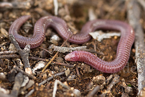 Maurische Netzwühle (Blanus cinereus)