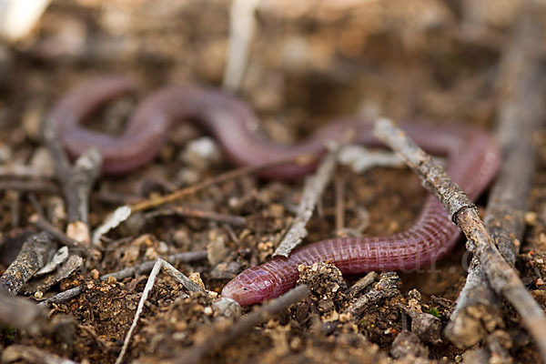 Maurische Netzwühle (Blanus cinereus)