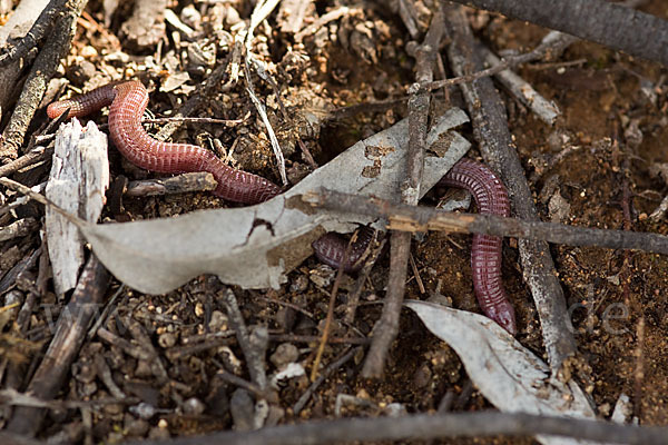 Maurische Netzwühle (Blanus cinereus)