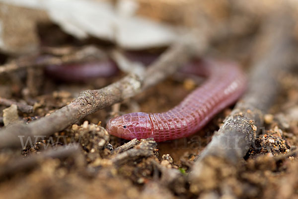 Maurische Netzwühle (Blanus cinereus)